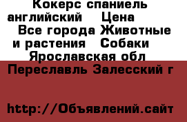 Кокерс спаниель английский  › Цена ­ 4 500 - Все города Животные и растения » Собаки   . Ярославская обл.,Переславль-Залесский г.